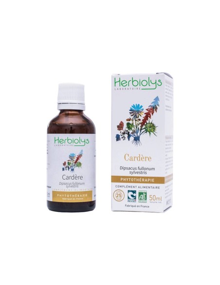 Cardère - Extrait de plantes fraîches - 50ml