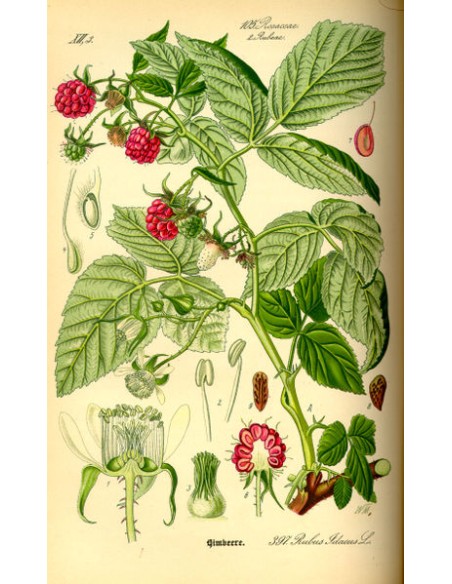 Yac'hus - Cassis Gemmothérapie bio