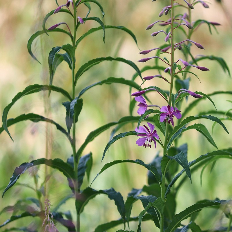 yachus-epilobe-prostate-vessie-adenome