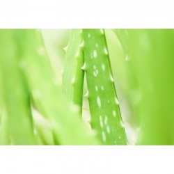 yachus-aloe-digestion-cicatrisation-inflammation-ballonnement 2