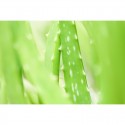 yachus-aloe-digestion-cicatrisation-inflammation-ballonnement