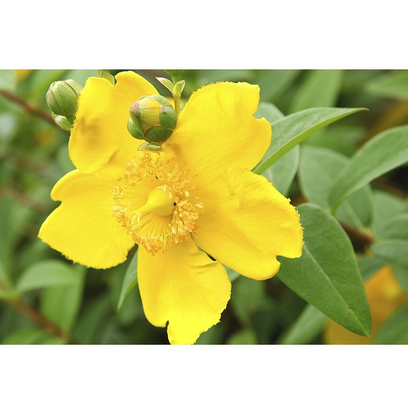 yachus-millepertuis-depression-fatigue-saisonnière