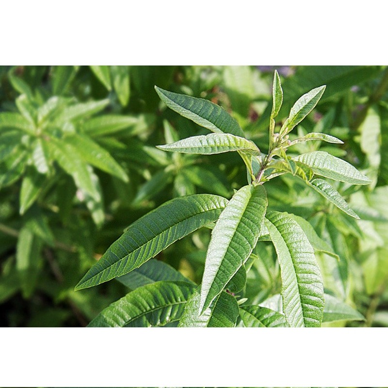 yachus-tisane-verveine-citronnée-biologique-digestion-sommeil