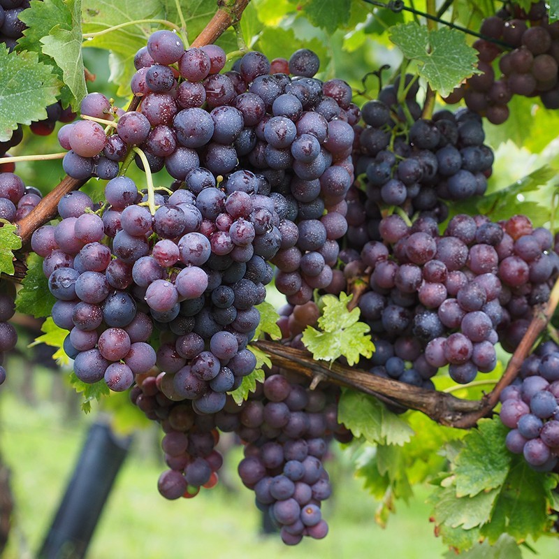 yachus-pepin-raisin-antioxydant-proanthocyanidol-vaisseau