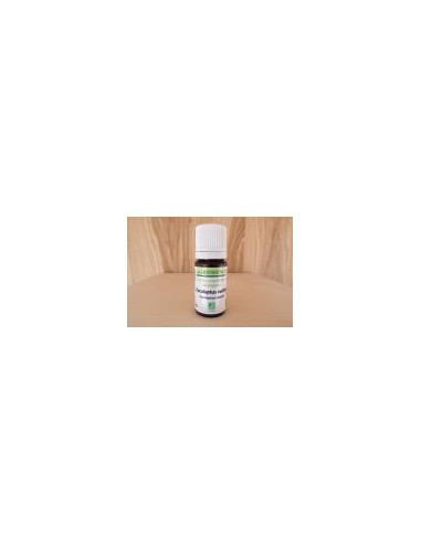Eucalyptus Radiata - HE Bio 10 ml