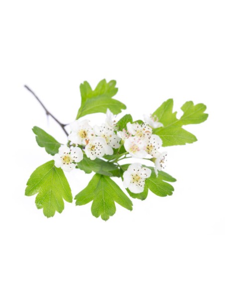 Aubépine - Gemmothérapie 50ml
