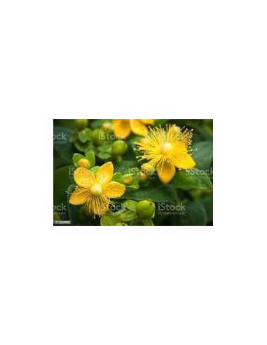 Millepertuis Teinture-mère 50 ml