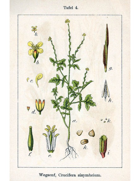 Herbe aux Chantres (erysimum off.) - Teinture mère 50ml